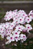 Risultato immagine per Phlox White Eye Flame ® (Paniculata-Group)