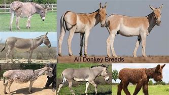 Image result for Donkey Breeds Pig