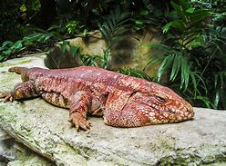 Image result for Tegu Reptile