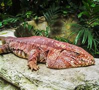 Image result for Tegu Monitor Lizard