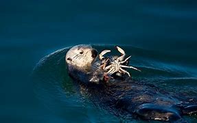 Image result for Sea Otter Ecosystem
