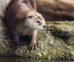 Image result for Florida River Otter