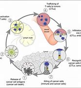 Image result for Lung Cancer Images Cell Cycle