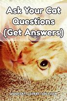 Image result for Question Cat Meme