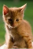 Image result for Orange and White Long Haired Cat