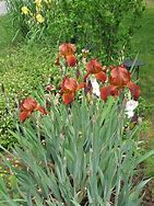 Image result for Iris Sultans Palace (Germanica-Group)