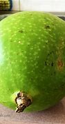 Image result for Largest Fig Fruit