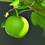Image result for Apple with Tree Picture TLM