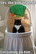 Image result for Funny Baby Cat Memes