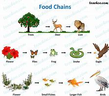 Image result for Natural Food Chain