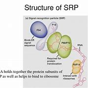 Image result for What Is a SRP
