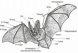 Image result for Bat Anatomy Coloring Page