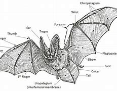 Image result for Male Bat Anatomy