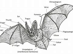 Image result for Bat Skeleton Labeled
