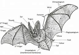 Image result for Bat Scientific Illustration