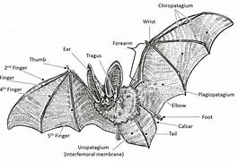 Image result for Bat Wing Diagram