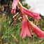 Image result for Dierama dracomontanum