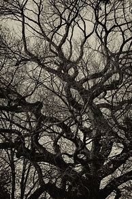 Image result for Gothic Tree Designs