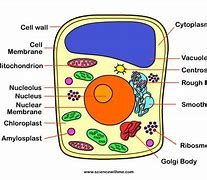 Image result for What Is an Example of a Cell