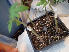 Image result for Cape Gooseberry Tomato Grafting