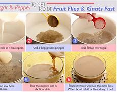 Image result for How to Get Rid of Gnats Fruit Flies