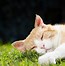 Image result for Yellow and Orange Tabby Cat