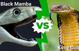 Image result for Black Mamba Snake King Cobra