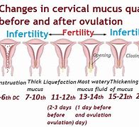 Image result for How Does Ovulation Discharge Look Like