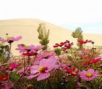 Image result for Wildflower Case Backgrounds