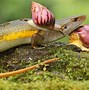 Image result for Gray Small Garden Lizzard