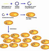 Image result for DNA Clone