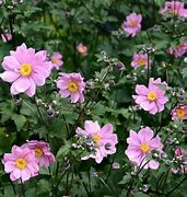 Image result for Anemone hybrida (x) Serenade