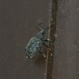 Image result for Black Vine Weevil