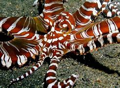 Image result for Paralarval Octopus