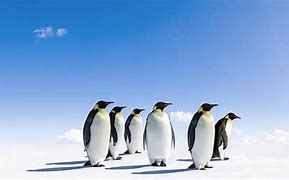 Image result for Emperor Penguin Group