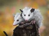 Image result for Opossum Tail