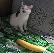 Image result for Cat with Banana Meme