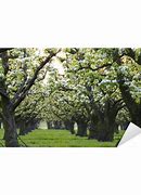 Image result for Apple Tree Rows