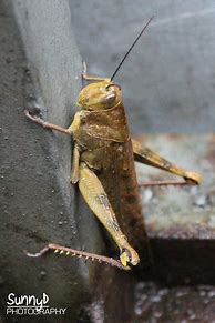 Image result for Big Crickets