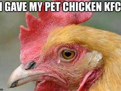 Image result for Evil Chicken Meme
