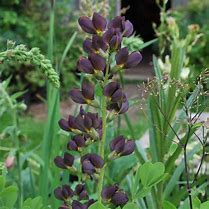 Image result for Baptisia Dutch Chocolate