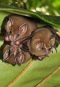 Image result for Leaf-Nosed Bat