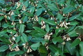 Image result for Elaeagnus ebbingei