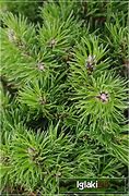 Image result for Pinus uncinata Grune Welle
