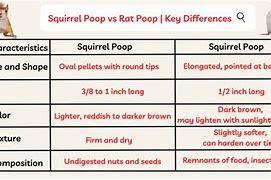 Image result for Rat versus Squirrel Poop
