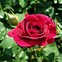 Image result for Rosa William Shakespeare 2000 (r)
