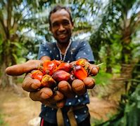 Image result for Palm Oil Workers
