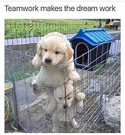 Image result for Team Dog Meme