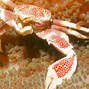 Image result for Porcelain Crab