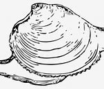 Image result for Canned Quahog Clams